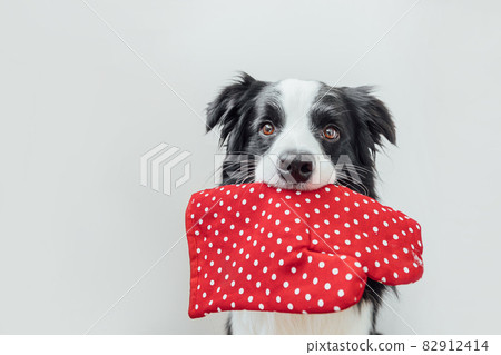 Funny cute puppy dog border collie holding kitchen pot holder, oven mitt in mouth isolated on white background. Chef dog cooking dinner. Homemade food, restaurant menu concept. Cooking process. Funny cute puppy dog border collie holding kitchen pot holder, oven mitt in mouth isolated on white background. Chef dog cooking dinner. Homemade food, restaurant menu concept. Cooking process. 82912414