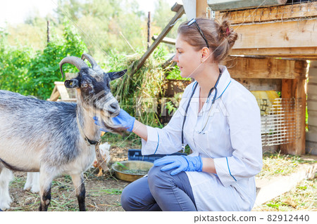 Young veterinarian woman with stethoscope holding and examining goat on ranch background. Young goat with vet hands for check up in natural eco farm. Animal care livestock ecological farming concept. Young veterinarian woman with stethoscope holding and examining goat on ranch background. Young goat with vet hands for check up in natural eco farm. Animal care livestock ecological farming concept. 82912440