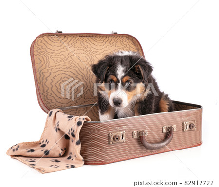 Australian shepherd puppy in suitcase Australian shepherd puppy in suitcase 82912722