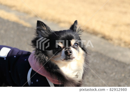 奇瓦瓦狗，一隻老狗在公園裡盯著主人 82912980