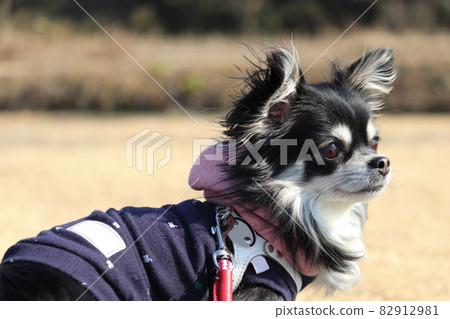 奇瓦瓦狗的簡介，一隻在公園裡玩耍的狗 82912981