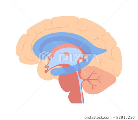 Ventricular system anatomy Ventricular system anatomy 82913256
