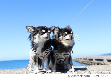 Dog sea walk Chihuahua multi-headed Dog sea walk Chihuahua multi-headed 82913326