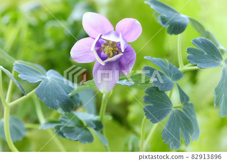 Aquilegia flabella, wild grass, blue-purple flower, close-up Aquilegia flabella, wild grass, blue-purple flower, close-up 82913896