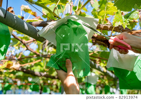Autumn is in season Grape picking Autumn is in season Grape picking 82913974
