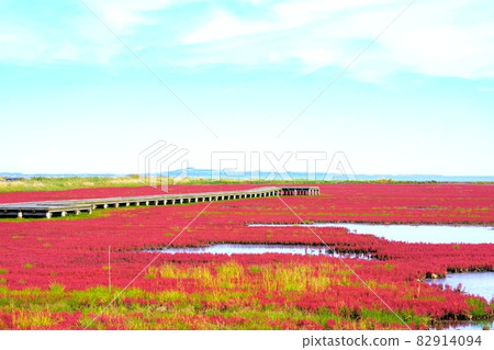 Red coral grass 82914094