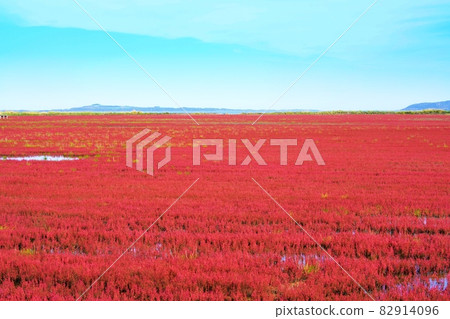 紅珊瑚草 82914096