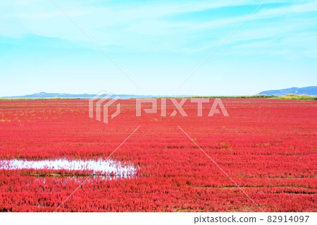 Red coral grass Red coral grass 82914097