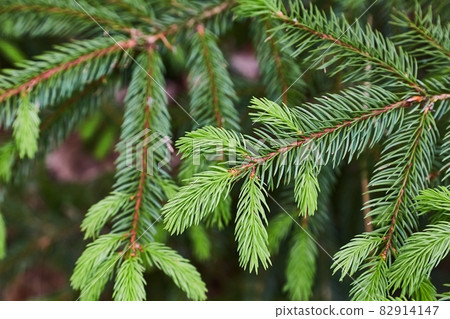 Pine Tree Closeup Fresh Buds Pine Tree Closeup Fresh Buds 82914147