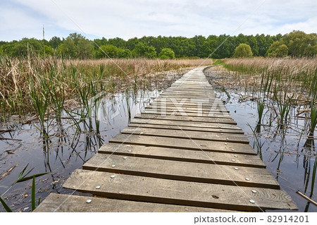 Swamp walking path Swamp walking path 82914201