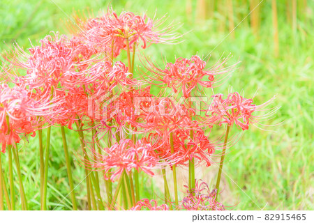 Higambuna Higambuna 82915465