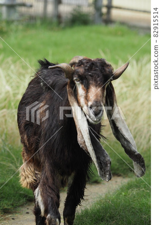 咪咪nagaya 82915514