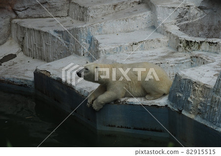 Polar bear no Ichiban 82915515