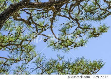 Pine tree after pruning 82915516