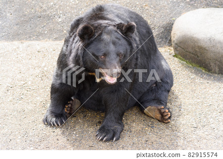 Asian black bears 82915574