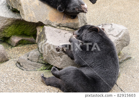 Asian black bears 82915603