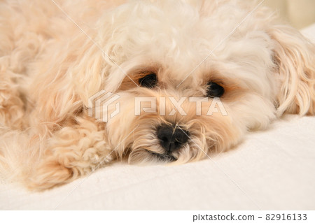 Maltipoo up 82916133