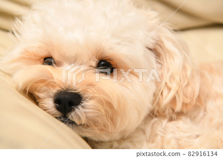 可愛的麥芽糖了 82916134