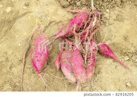Sweet potatoes after harvest Sweet potatoes after harvest 82916205