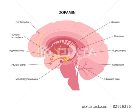Dopamine pathway concept 82916256