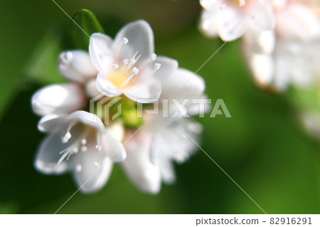 白花蓼 白花蓼 82916291