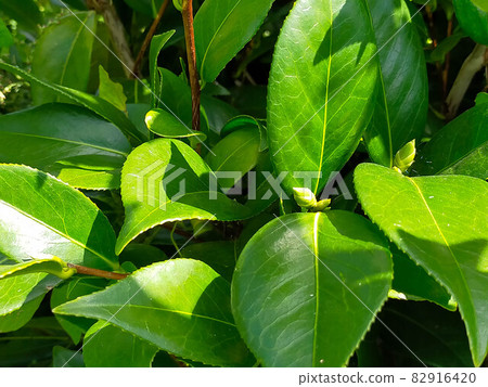 山茶花在秋日的陽光下閃閃發光 山茶花在秋日的陽光下閃閃發光 82916420