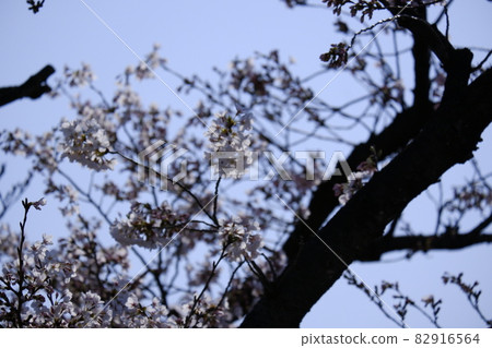 Cherry blossoms blooming in the park in the morning spring 82916564
