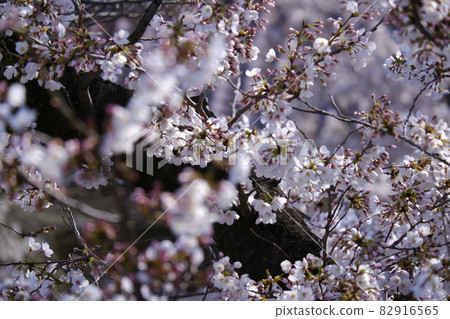 Cherry blossoms blooming in the morning park in spring 82916565