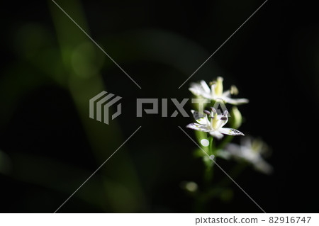 Swertia bimaculata 和 Asahi 82916747