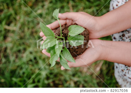 Nature and Environmental Conservation for Sustainable Resource Concept, Female Hands Holding Tree Sprout for Cultivation in Agriculture Field. Environment Responsibility for Sustainable Lifestyles. 82917036