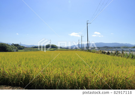 Rural scenery in Minami-ku, Sakai City [Osaka Prefecture] 82917118