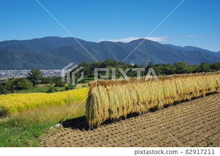 秋收時水稻梯田美景 82917211