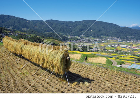 秋收時水稻梯田美景 82917213