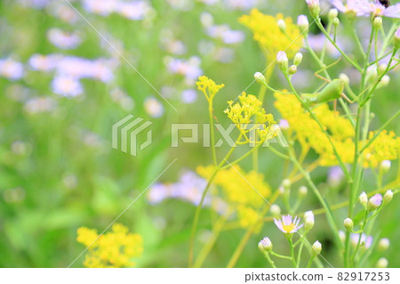奧米娜的花 82917253