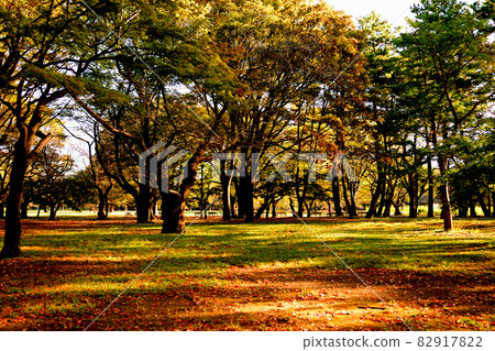 初秋的代代木公園,陽光透過樹木的風景 初秋的代代木公園,陽光透過樹木的風景 82917822