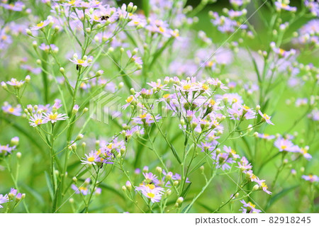 Zion flower 82918245