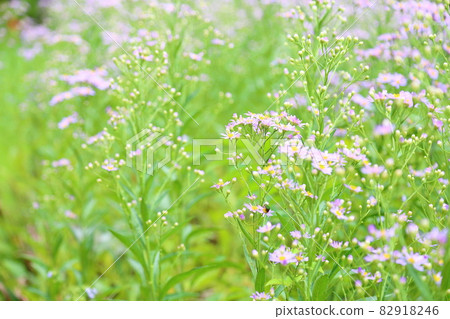 Zion flower 82918246