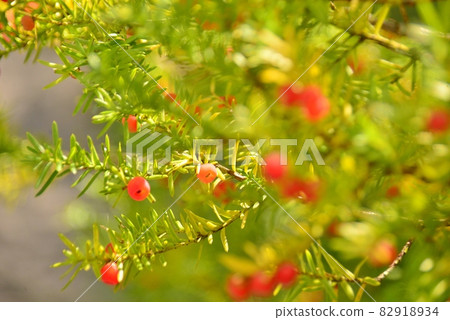 Yew tree red fruit Yew tree red fruit 82918934