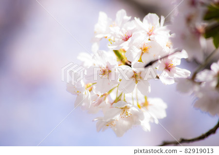 cherry blossom, cherry tree, spring 82919013