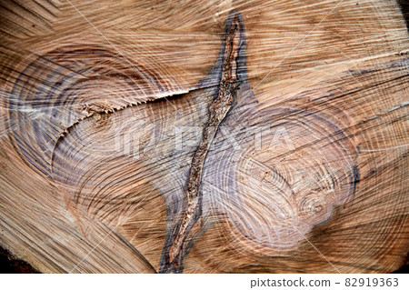 close up of cross-section of felled tree close up of cross-section of felled tree 82919363