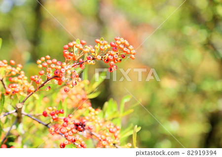 Pirakanzasu fruit 82919394