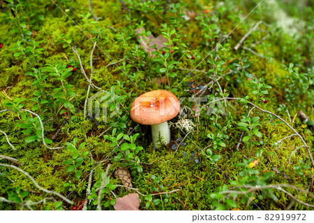 russule mushroom growing in autumn forest 82919972