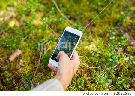 hand using smartphone to identify mushrooms 82921555