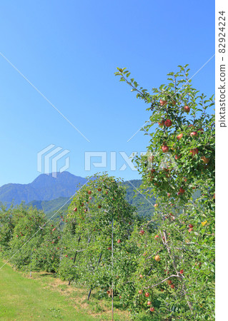 Apple orchards at the foot of the Northern Alps Apple orchards at the foot of the Northern Alps 82924224