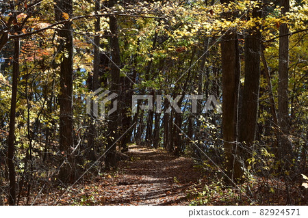 Autumn in Miyako, forest bathing in the forest 82924571