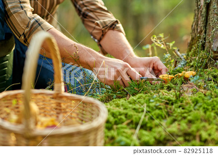 man with basket picking mushrooms in forest man with basket picking mushrooms in forest 82925118