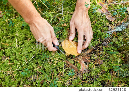 close up of man picking mushrooms in autumn forest close up of man picking mushrooms in autumn forest 82925128