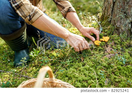 man with basket picking mushrooms in forest 82925241