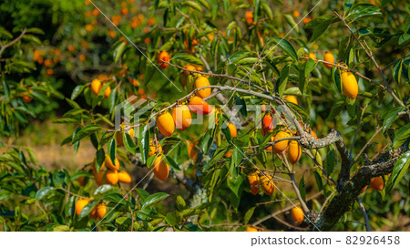 碩果累累的秋天，香甜可口的刷柿子 82926458