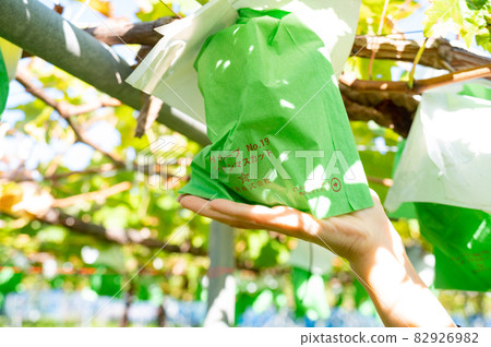 Autumn is in season Shine Muscat hunting Autumn is in season Shine Muscat hunting 82926982